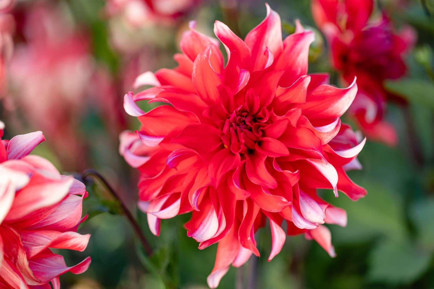 Dahlie 'Red Labyrinth'